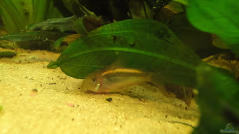 Corydoras aneus ´gold strip´ von -Mark- (19)
