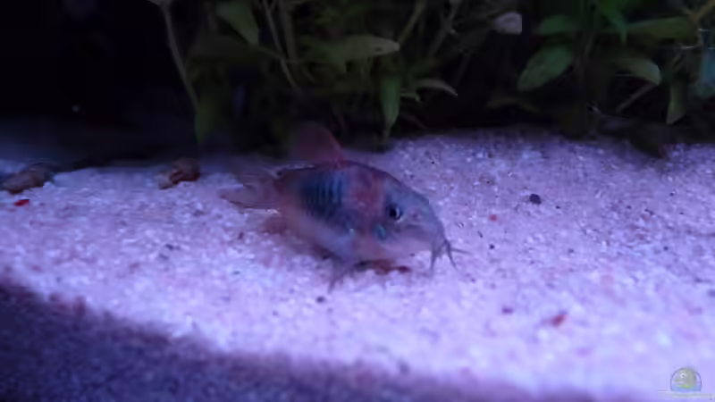 Corydoras aneus ´green venezuela´ von Guzzi-Werner (42)