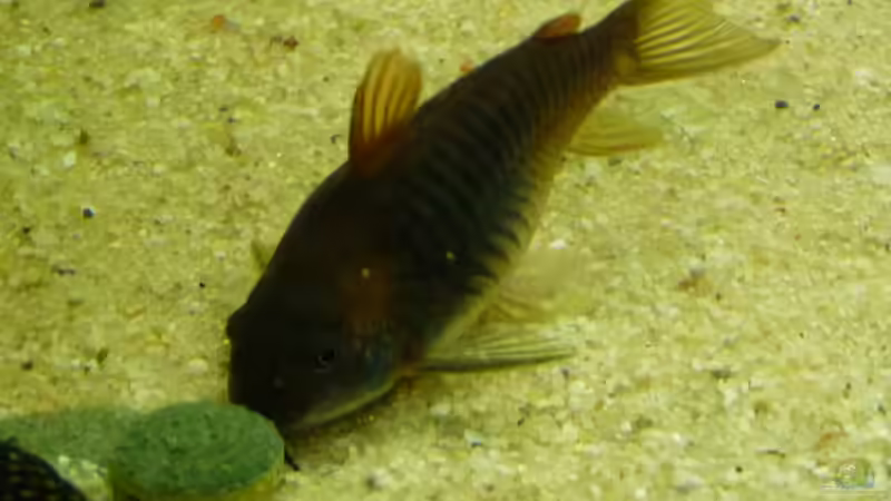 Corydoras aneus ´green venezuela´ von Guzzi-Werner (43)