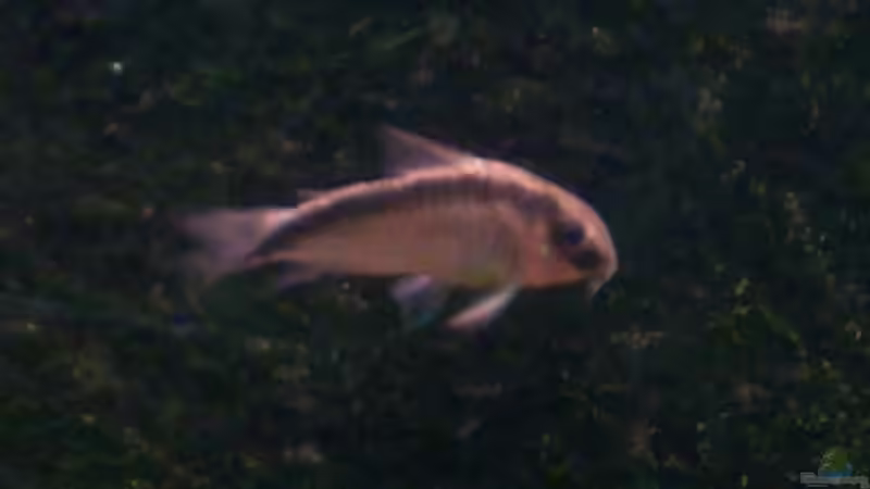 Corydoras arcuatus von @quarium Cologne (107)