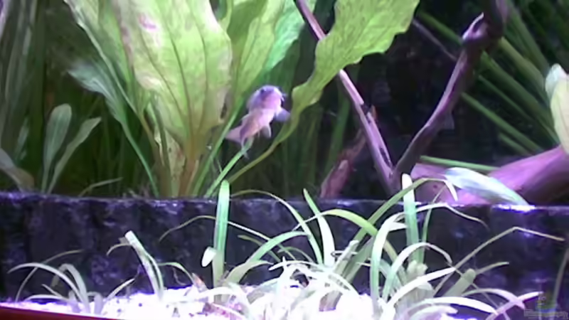 Aquarien für Corydoras arcuatus (Stromlinien-Panzerwels)