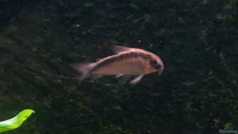 Aquarien für Corydoras arcuatus (Stromlinien-Panzerwels)