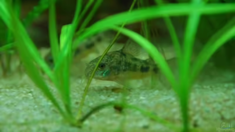 Corydoras carlae von Denon (9)