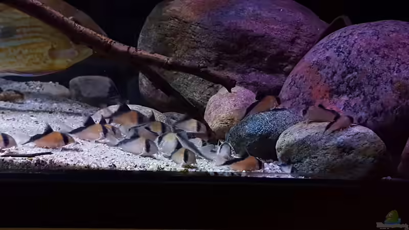 Aquarien mit Corydoras davidsandsi (Einrichtungsbeispiele mit Sands Panzerwels)