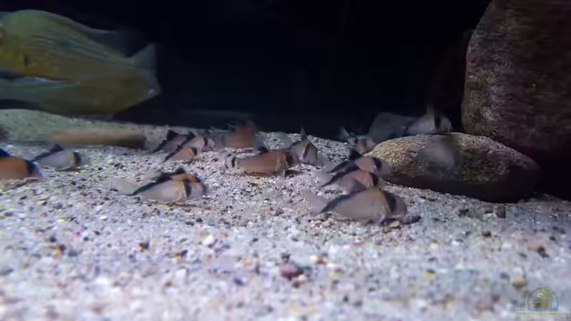 Aquarien mit Corydoras davidsandsi (Einrichtungsbeispiele mit Sands Panzerwels)