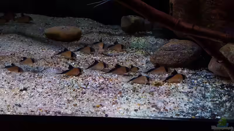 Aquarien mit Corydoras davidsandsi (Einrichtungsbeispiele mit Sands Panzerwels)
