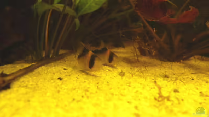 Corydoras duplicareus von Adamov (35)