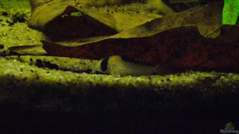 Aquarien für Corydoras duplicareus (Kupferfleck-Panzerwels)