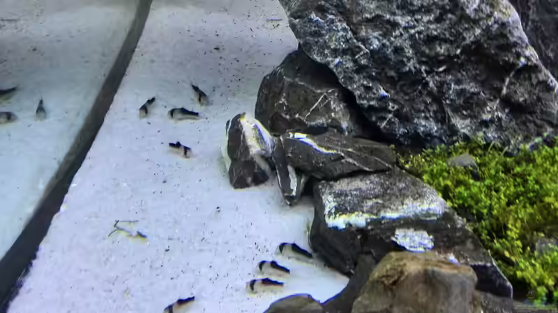 Aquarien für Corydoras duplicareus (Kupferfleck-Panzerwels)