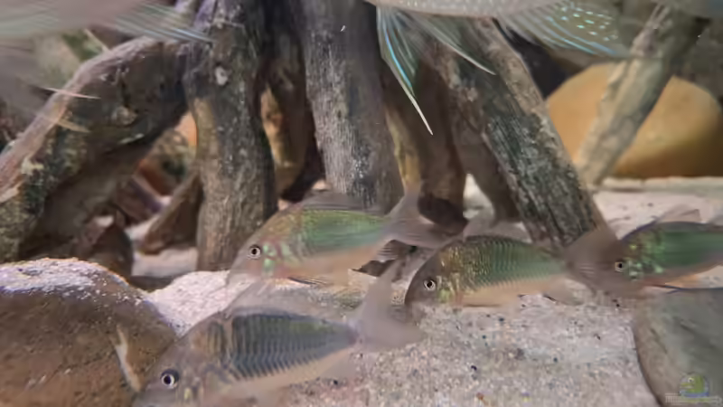 Corydoras (ehem. Brochis) splendens von Agua viva (40)