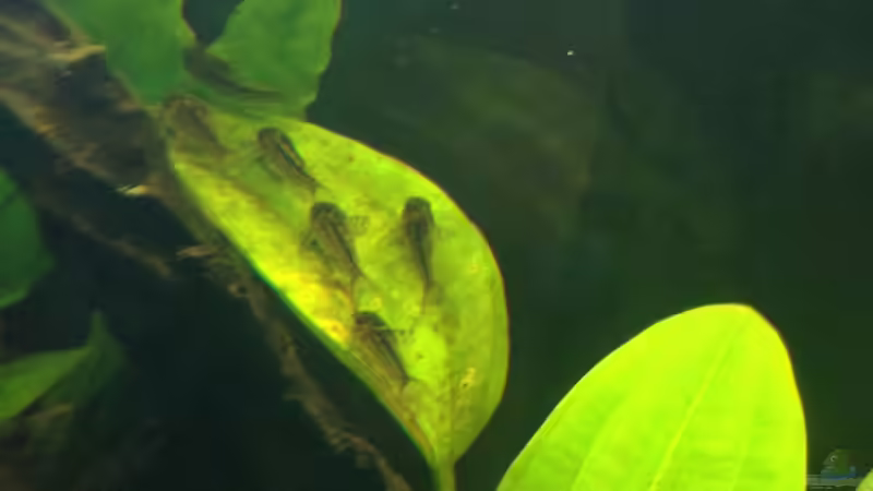 Corydoras elegans auf ´Rastplatz´ von Yell0W (9)