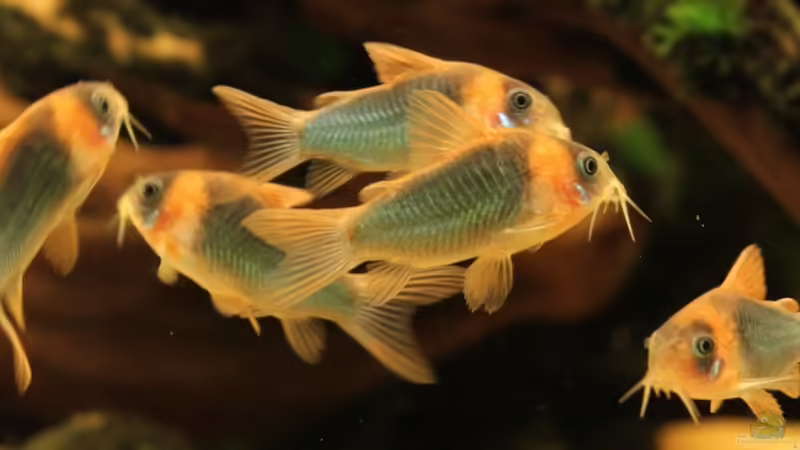 Corydoras eques (Dreiecks Panzerwels), Brasilien, WFNZ von diveman (40)