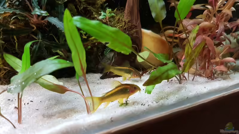 Corydoras Gold Stripe von River Creator (34)