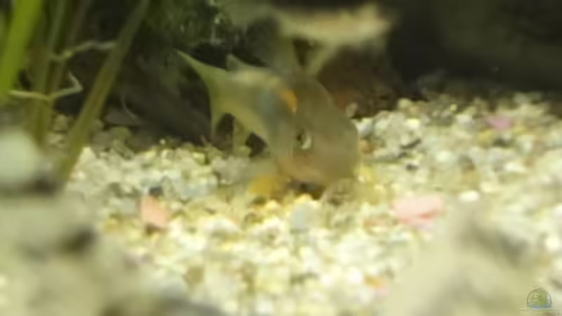 Corydoras goldstrip von -Mark- (14)