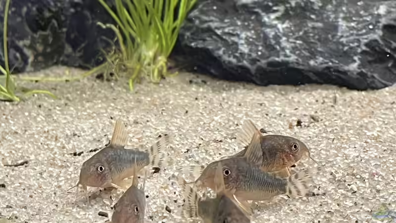 Corydoras gossei  von Oliver Bartels (22)