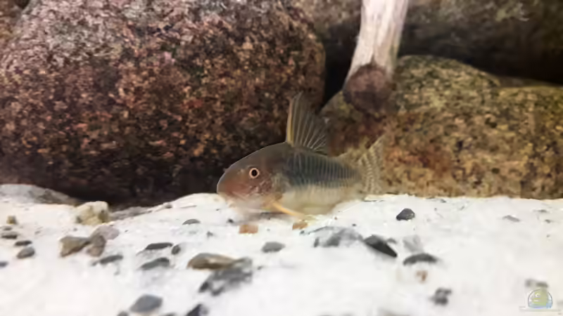 Corydoras gossei im Aquarium halten (Einrichtungsbeispiele mit C. gossei)
