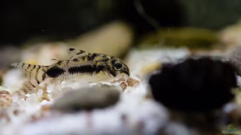 corydoras habrosus - Schachbrett-Zwergpanzerwels von GoreSlayer (26)
