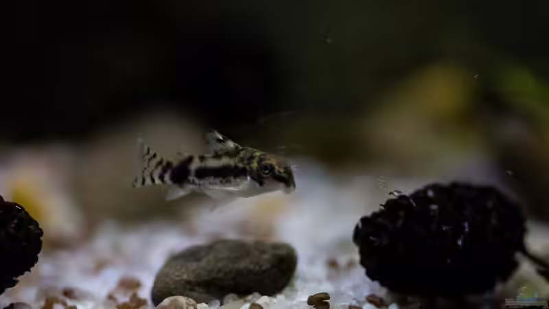 corydoras habrosus - Schachbrett-Zwergpanzerwels von GoreSlayer (27)