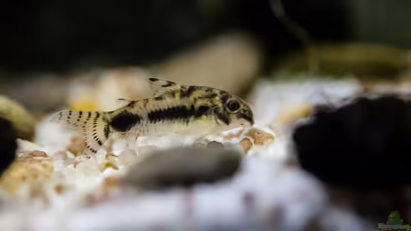 corydoras habrosus - Schachbrett-Zwergpanzerwels von GoreSlayer (28)