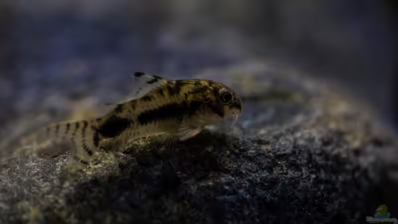 corydoras habrosus - Schachbrett-Zwergpanzerwels von GoreSlayer (29)