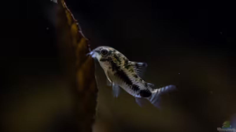 Aquarien für Corydoras pygmaeus (Zwergpanzerwels)