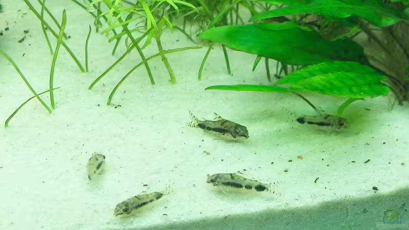 Corydoras habrosus, Salz- und Pfefferwels von Der Siems (42)