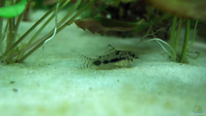 Aquarien für Corydoras habrosus (Schachbrett-Zwergpanzerwels)