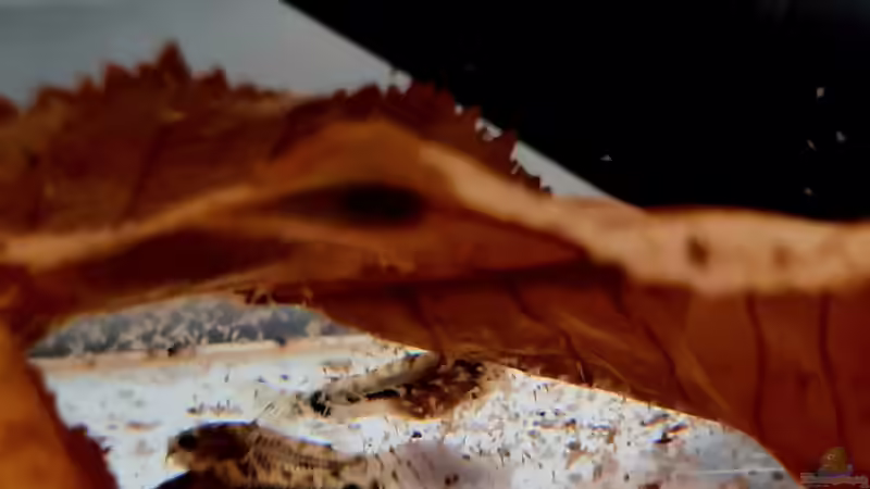 Aquarien für Corydoras habrosus (Schachbrett-Zwergpanzerwels)