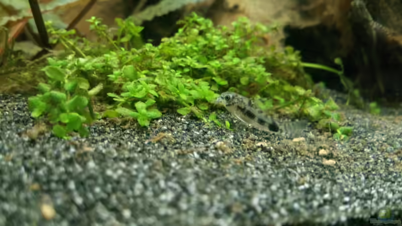 Corydoras habrosus auf Bodengrund. Wirklich niedliche kleine Kerlchen. von Zwergwels Fan (7)