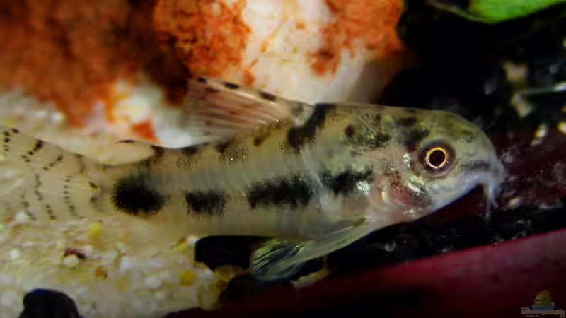 Corydoras habrosus von Bjarke (25)