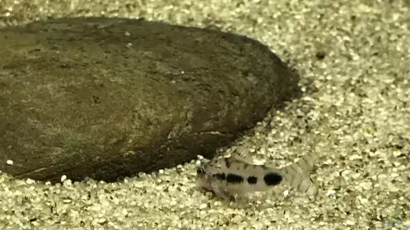 Corydoras habrosus von BlueWave (19)