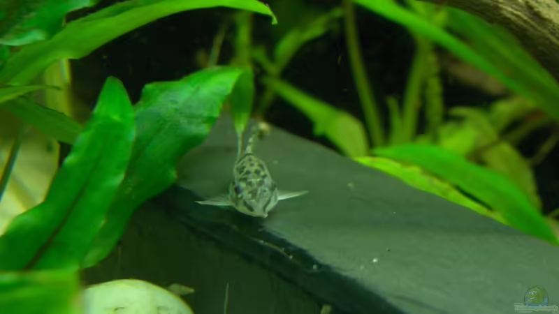 Corydoras habrosus von Der Siems (55)