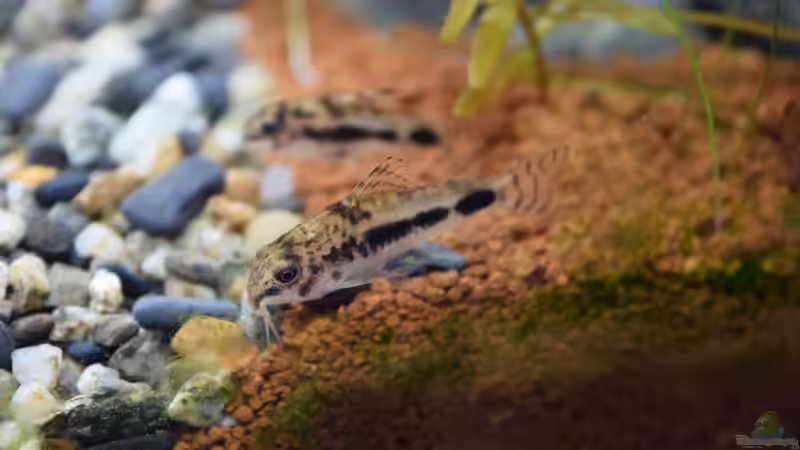 Corydoras habrosus von Junglist (82)
