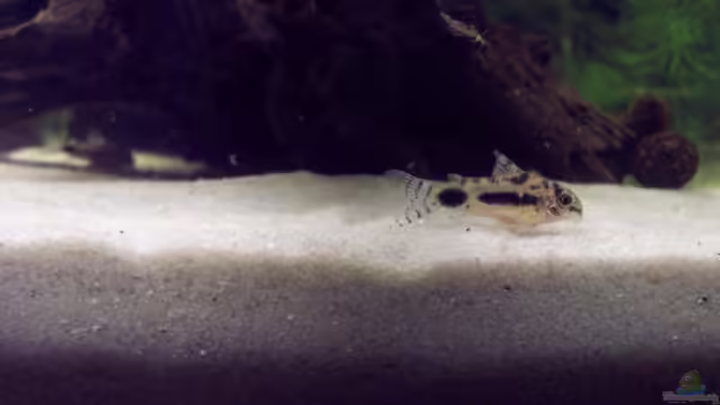 Corydoras habrosus von Kirsten Bishay (7)