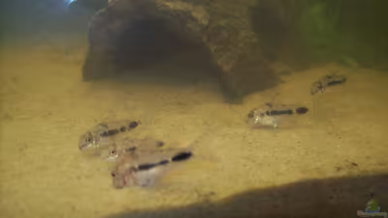 Corydoras Habrosus von Lotte und Hendo (45)