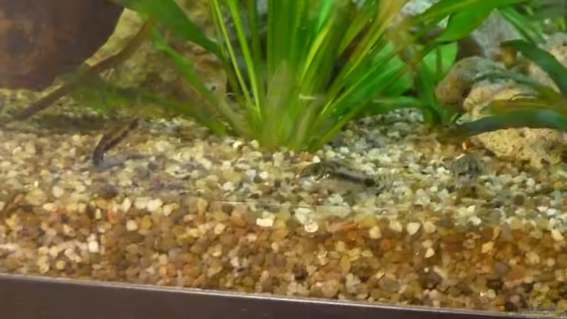 Corydoras habrosus von TheHippo (12)