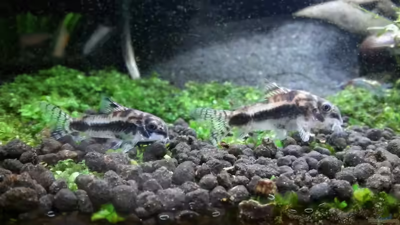 Corydoras Habrosus von Thomasi (7)