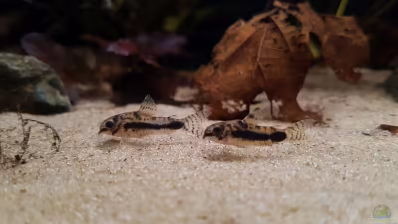 Corydoras habrosus von YoshiMaus (23)
