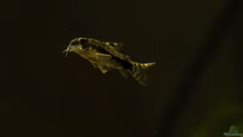 Corydoras habrosus von Zwergwels Fan (12)