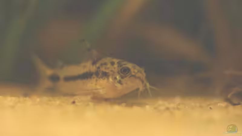 Aquarien für Corydoras habrosus (Schachbrett-Zwergpanzerwels)