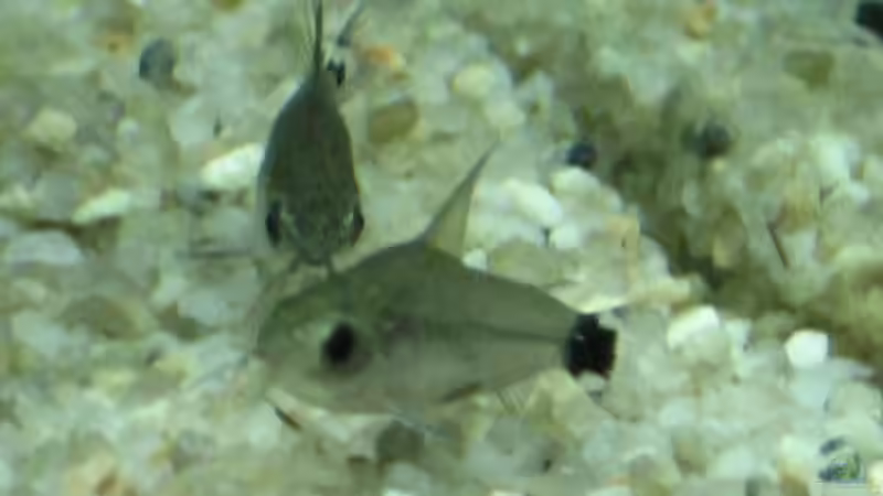 Corydoras hastatus von Monika Maier (12)