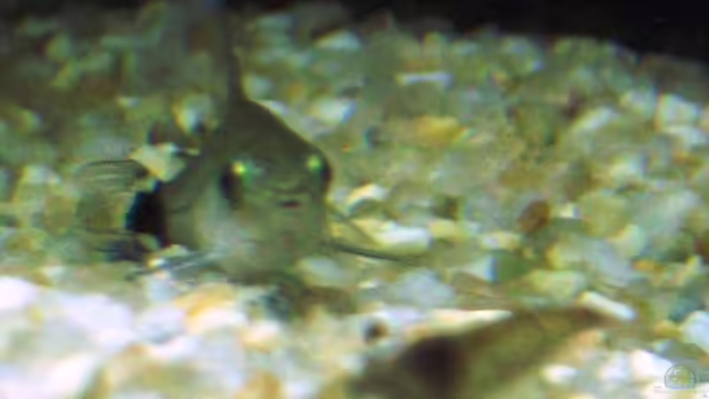 Corydoras hastatus von Monika Maier (13)