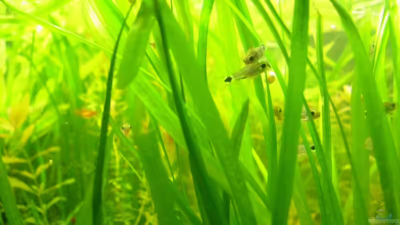 Aquarien für Corydoras hastatus (Sichelfleck-Zwergpanzerwels)