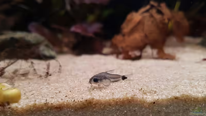 Aquarien für Corydoras hastatus (Sichelfleck-Zwergpanzerwels)