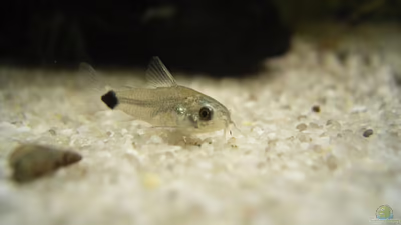 Aquarien für Corydoras hastatus (Sichelfleck-Zwergpanzerwels)