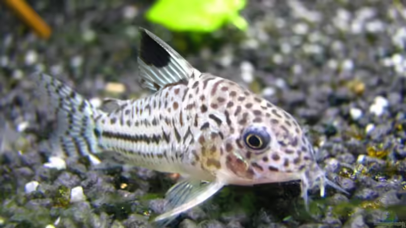 Corydoras julii (Juliipanzerwels) von ZYX82 (13)