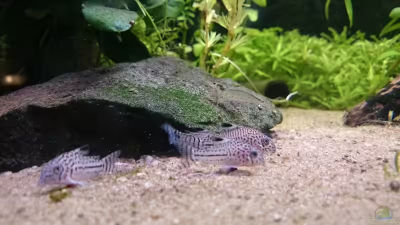 Corydoras Julii und Amanogarnele von Schnuppe (3)