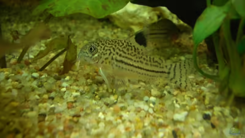 Corydoras julii von André Martin (16)