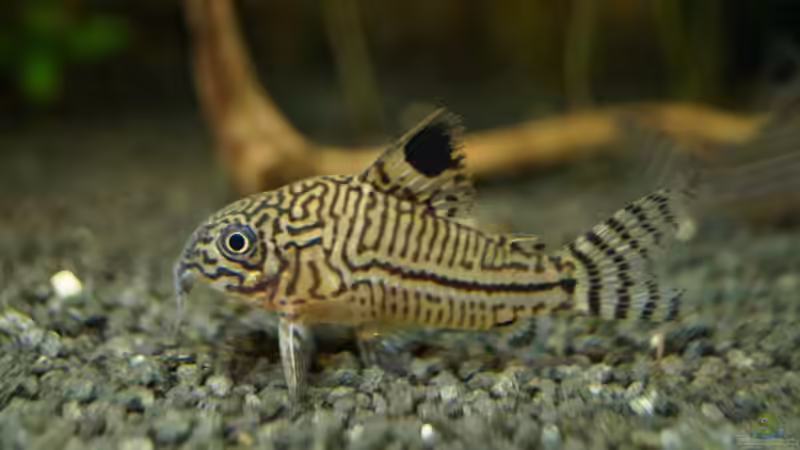 Corydoras julii von Guido Seifert (15)