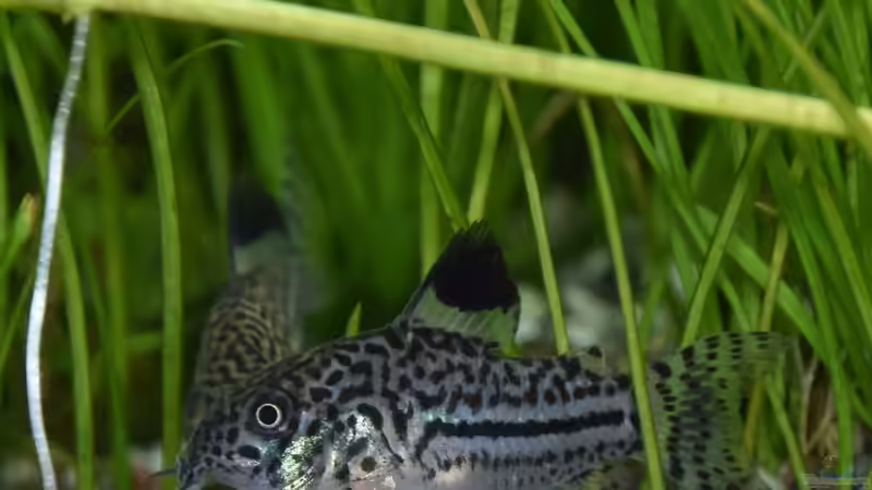 Corydoras julii von Josef Kalt (5)